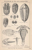 BRITISH FOSSILS. Devonian & Old Red Sandstone. STANFORD 1907 antique print
