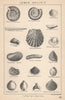 BRITISH FOSSILS. Lower Oolitic - Inferior Oolite. STANFORD 1907 old print