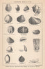BRITISH FOSSILS Lower Oolitic Great Oolite Stonesfield Slate Fuller's Earth 1907