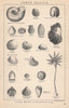 BRITISH FOSSILS. Lower Oolitic - Forest Marble & Bradford Clay. STANFORD 1907