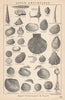 BRITISH FOSSILS. Upper Cretaceous - Upper Greensand & Gault. STANFORD 1907
