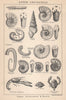BRITISH FOSSILS. Upper Cretaceous - Upper Greensand & Gault (2). STANFORD 1907