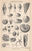 BRITISH FOSSILS. Lower Eocene - London Clay. STANFORD 1907 old antique print