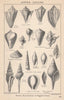 BRITISH FOSSILS. Upper Eocene. Barton, Bracklesham Bagshot Beds 2. STANFORD 1907