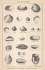 BRITISH FOSSILS. Oligocene. Headon Osborne Bembridge Hamstead Beds STANFORD 1907