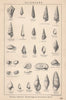 BRITISH FOSSILS Oligocene Headon Osborne Bembridge Hamstead Beds 2 STANFORD 1907