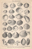 BRITISH FOSSILS. Pliocene - Norwich, Red, & Coralline Crag. STANFORD 1907