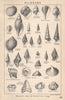 BRITISH FOSSILS. Pliocene - Norwich, Red, & Coralline Crag (2). STANFORD 1907