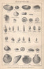 BRITISH FOSSILS. Pleistocene - Land, Freshwater & Marine Deposits. STANFORD 1907
