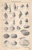 BRITISH FOSSILS. Pleistocene - Marine Deposits. STANFORD 1907 old print