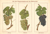 Rhine wine grapes. Rheinweinsorten. Riesling Östreicher Spätburgunder 1910