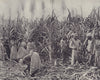 Sugar cane harvesters, Jamaica. STODDARD 1895 old antique print picture