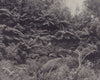 Giant Ferns. Plants. STODDARD 1895 old antique vintage print picture