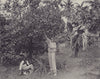 Orange Pickers, Jamaica. STODDARD 1895 old antique vintage print picture