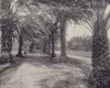 The Alley of Palms, Port-Louis, Mauritius. STODDARD 1895 old antique print