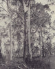 Indigenous aboriginal people of Australia. STODDARD 1895 old antique print