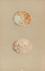BRITISH BIRD EGGS. Buzzard. MORRIS 1896 old antique vintage print picture