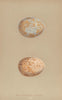 BRITISH BIRD EGGS. Rough-Legged Buzzard. MORRIS 1896 old antique print picture