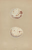 BRITISH BIRD EGGS. Kite. MORRIS 1896 old antique vintage print picture