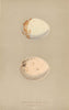 BRITISH BIRD EGGS. Swallow-Tailed Kite. Black Kite. MORRIS 1896 old print