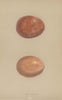 BRITISH BIRD EGGS. Jer-Falcon. MORRIS 1896 old antique vintage print picture