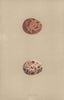 BRITISH BIRD EGGS. Kestrel. MORRIS 1896 old antique vintage print picture