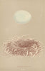 BRITISH BIRD EGGS. Marsh Harrier. MORRIS 1896 old antique print picture