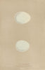 BRITISH BIRD EGGS. Hen Harrier Montagu's Harrier. MORRIS 1896 old print