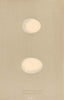 BRITISH BIRD EGGS. Short-Eared Owl. Long-Eared Owl. MORRIS 1896 old print