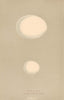 BRITISH BIRD EGGS. Eagle Owl. Scops-Eared Owl. MORRIS 1896 old antique print