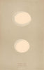 BRITISH BIRD EGGS. Snowy Owl. Tawny Owl. MORRIS 1896 old antique print picture