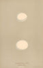 BRITISH BIRD EGGS. Tengmalm's Owl. Hawk Owl. MORRIS 1896 old antique print