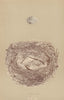 BRITISH BIRD EGGS & NESTS. Woodchat. MORRIS 1896 old antique print picture