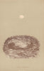 BRITISH BIRD EGGS & NESTS. Cole Titmouse. MORRIS 1896 old antique print