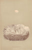 BRITISH BIRD EGGS & NESTS. Blue Titmouse. MORRIS 1896 old antique print