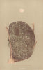 BRITISH BIRD EGGS & NESTS. Long-Tailed Titmouse. MORRIS 1896 old antique print