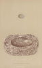 BRITISH BIRD EGGS & NESTS. Spotted Flycatcher. MORRIS 1896 old antique print