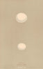 BRITISH BIRD EGGS. Roller Kingfisher. MORRIS 1896 old antique print picture