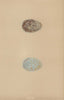 BRITISH BIRD EGGS. Rook. MORRIS 1896 old antique vintage print picture