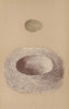 BRITISH BIRD EGGS & NESTS. Jay. MORRIS 1896 old antique vintage print picture
