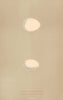 BRITISH BIRD EGGS. Black woodpecker. Green Woodpecker. MORRIS 1896 old print