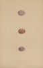 BRITISH BIRD EGGS. Tawny Pipit. Richard's Pipit. Water Pipit. MORRIS 1896