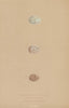BRITISH BIRD EGGS. Black-headed, Snow & Lapland Bunting. MORRIS 1896 old print