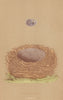 BRITISH BIRD EGGS & NESTS. Yellow-Hammer. MORRIS 1896 old antique print