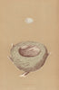 BRITISH BIRD EGGS & NESTS. Goldfinch. MORRIS 1896 antique print picture