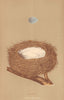 BRITISH BIRD EGGS & NESTS. Linnet. MORRIS 1896 old antique print picture