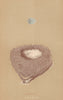BRITISH BIRD EGGS & NESTS. Redpole. MORRIS 1896 old antique print picture
