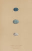 BRITISH BIRD EGGS. Scarlet Bullfinch. Pine grossbeak. Crossbill. MORRIS 1896