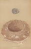 BRITISH BIRD EGGS & NESTS. Missel Thrush. MORRIS 1896 old antique print