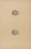 BRITISH BIRD EGGS. Fieldfare. MORRIS 1896 old antique vintage print picture